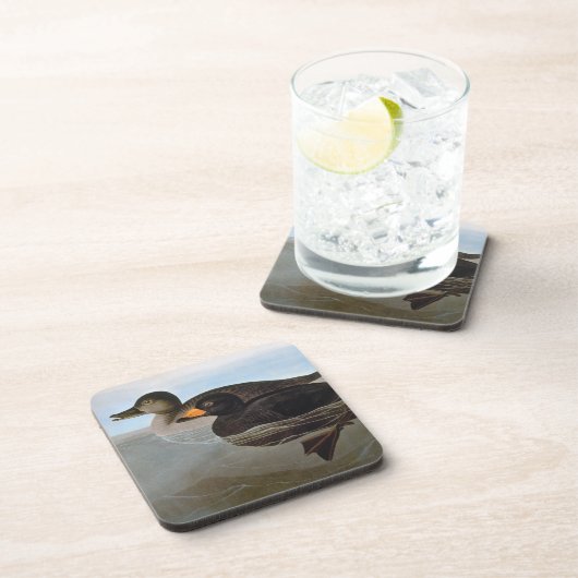 Audubon: 黒いScoter コースター (右側)