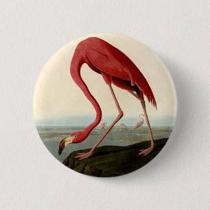 Audubon American Flamingo 缶バッジ