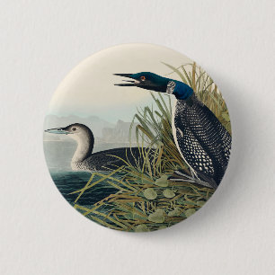 Audubon Bird Loon Diver Classic 缶バッジ