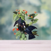 Audubon Birds – 白い冠をかぶったハト アクリルサイン (ニュートラル)