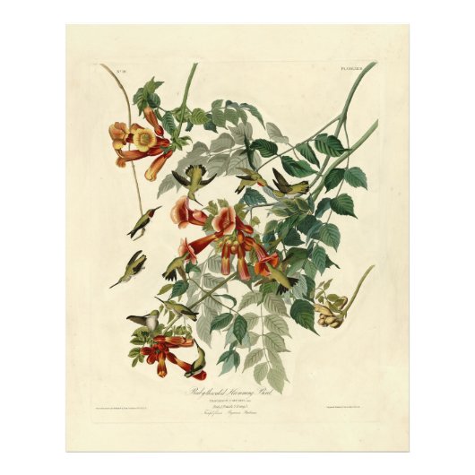 Audubon Birds Americaルビーを使ったハミング鳥 フォトプリント (正面)
