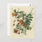 Audubon Birds Americaルビーを使ったハミング鳥 ポストカード (正面/裏面)