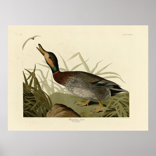 Audubon Birds America（ブルーワーズダック） ポスター (正面)