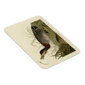 Audubon Birds America(ブルーワーズダック) マグネット (右側)
