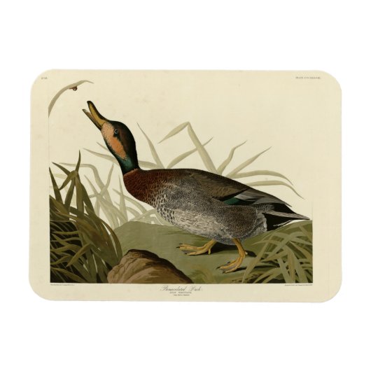 Audubon Birds America(ブルーワーズダック) マグネット (横)