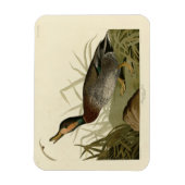 Audubon Birds America(ブルーワーズダック) マグネット (縦)