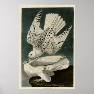 Audubon Birds of AmericaのIceland、Jer《鳥》ハヤブサ ポスター