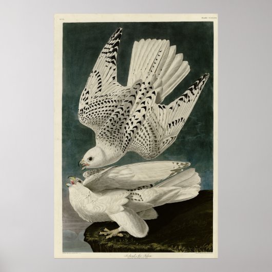 Audubon Birds of AmericaのIceland、Jer《鳥》ハヤブサ ポスター (正面)