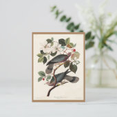 Audubon, Birds of America，ハト，自然,ヴィンテージ ポストカード (スタンド正面)