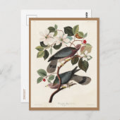 Audubon, Birds of America，ハト，自然,ヴィンテージ ポストカード (正面/裏面)