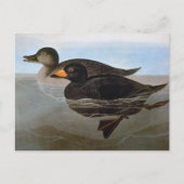 Audubon: Black Scoter ポストカード (正面)