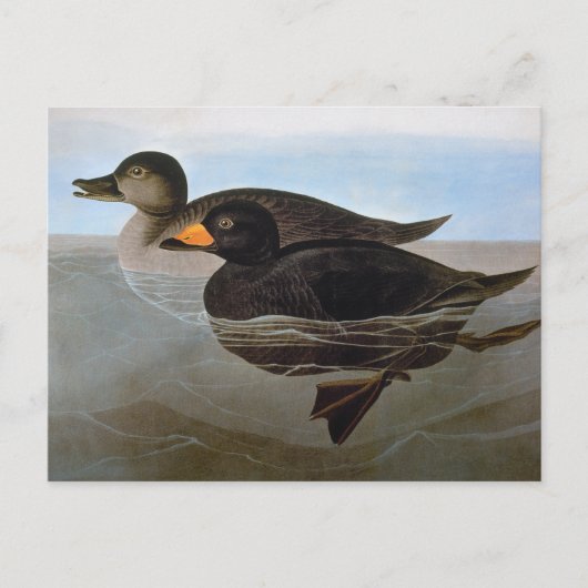 Audubon: Black Scoter ポストカード (正面)