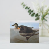 Audubon: Black Scoter ポストカード (スタンド正面)