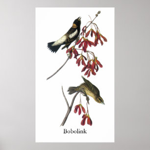 Audubon Bobolink ポスター
