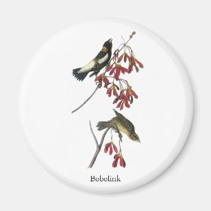 Audubon Bobolink マグネット