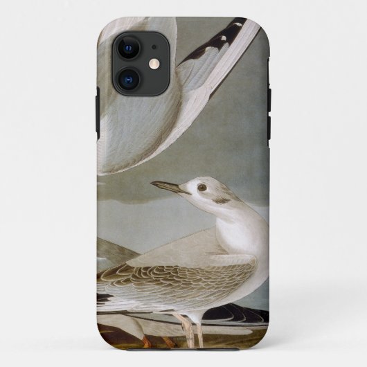 Audubon: Bonaparteのカモメ Case-Mate iPhoneケース (裏面)