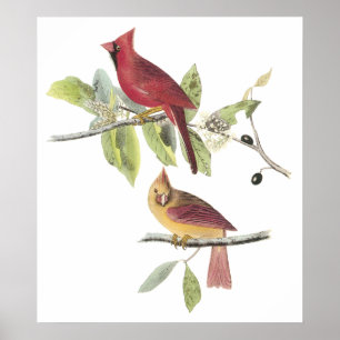 Audubon Cardinal Poster ポスター