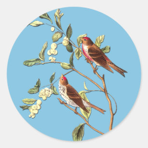 Audubon Common Redpoll Bird Artスタンプ ラウンドシール