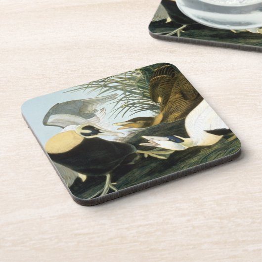 Audubon: Eiderアヒル コースター (左側)