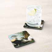 Audubon: Eiderアヒル コースター (右側)