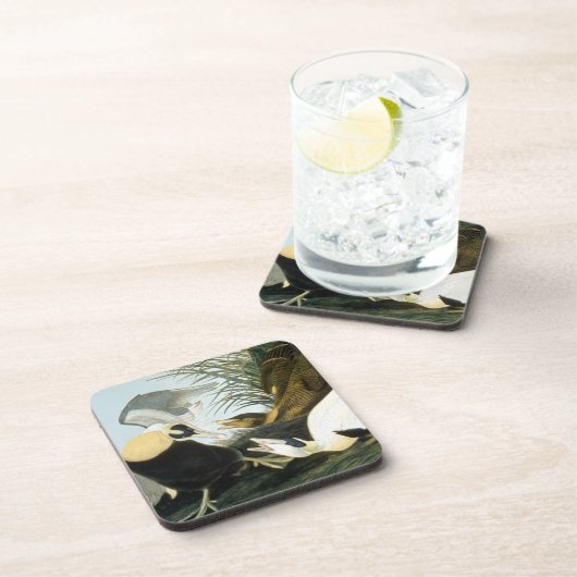 Audubon: Eiderアヒル コースター (右側)