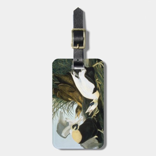 Audubon: Eiderアヒル ラゲッジタグ (正面縦)