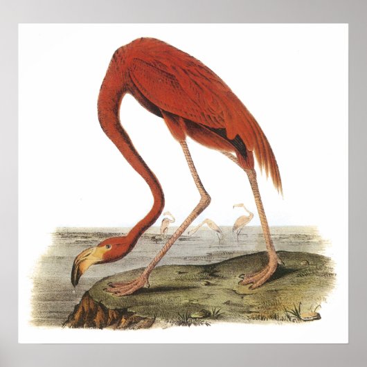 Audubon Flamingo Poster ポスター (正面)