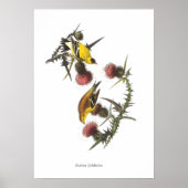 Audubon Goldfinches Bird Poster ポスター (正面)