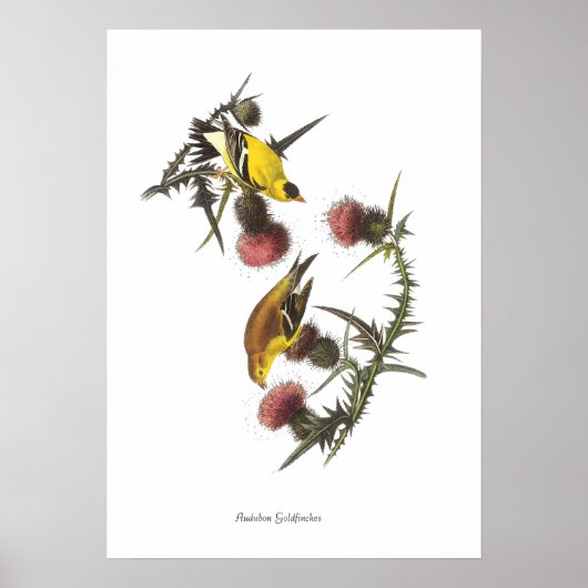 Audubon Goldfinches Bird Poster ポスター (正面)