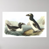 Audubon Great Auk Poster ポスター (正面)