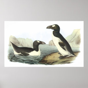 Audubon Great Auk Poster ポスター