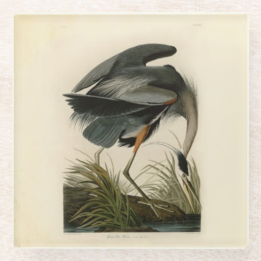 Audubon Great Blue Heron Marsh Bird ガラスコースター (正面)