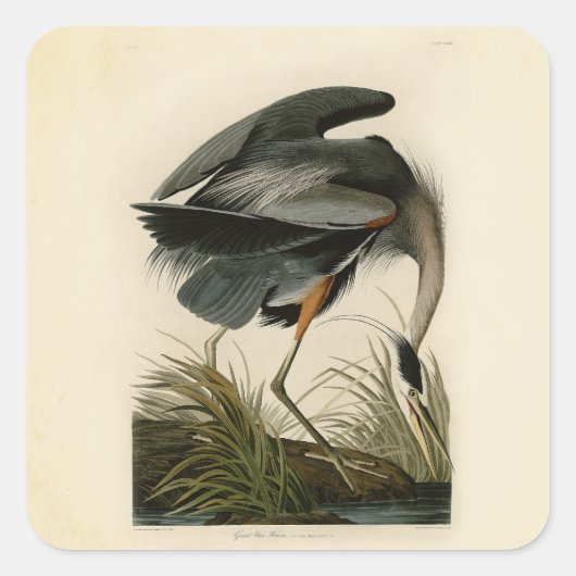 Audubon Great Blue Heron Marsh Bird スクエアシール (正面)