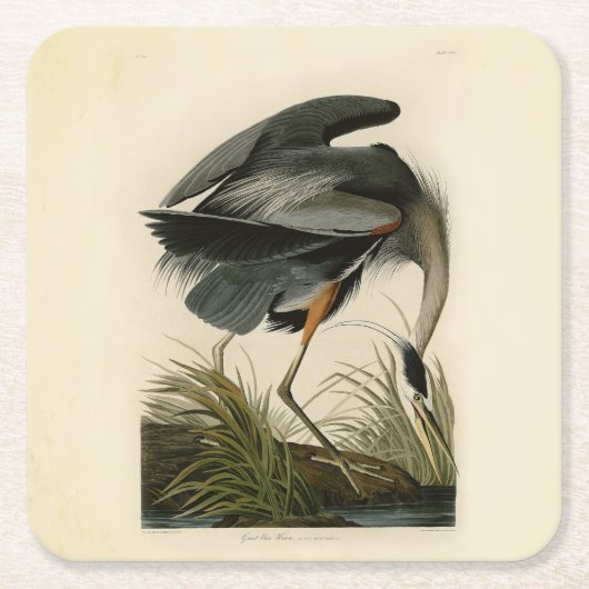Audubon Great Blue Heron Marsh Bird スクエアペーパーコースター (正面)