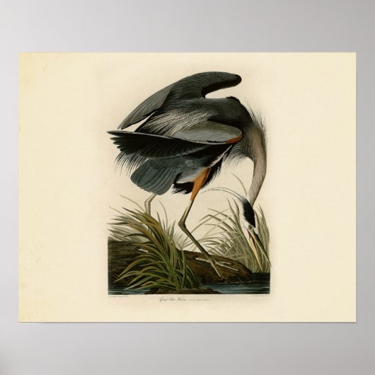 Audubon Great Blue Heron Marsh Bird ポスター (正面)