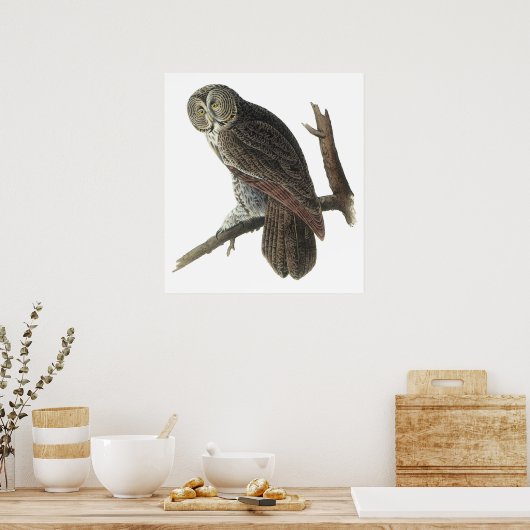 Audubon Great Gray Owl Poster or Print ポスター (キッチン)