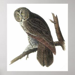 Audubon Great Gray Owl Poster or Print ポスター