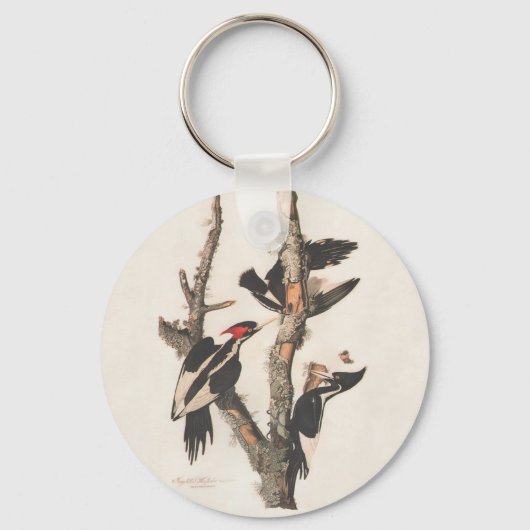 Audubon Ivory-Billed Woodpecker キーホルダー (正面)