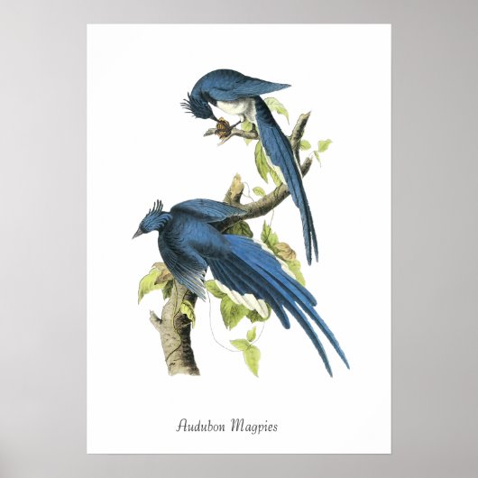 Audubon Magpies Bird Poster ポスター (正面)