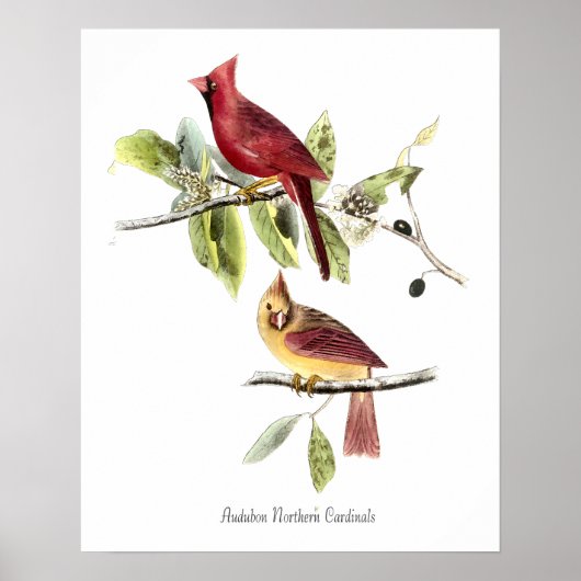Audubon Northern Cardinals Poster ポスター (正面)