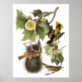 Audubon Oriole Poster ポスター (正面)