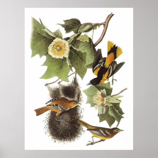 Audubon Oriole Poster ポスター (正面)