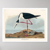 Audubon Posterによるアボケ ポスター (正面)