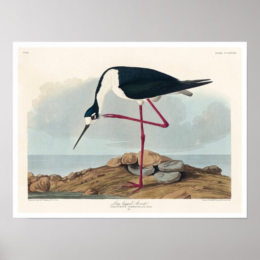 Audubon Posterによるアボケ ポスター (正面)