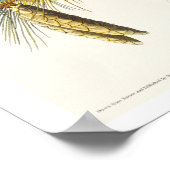 Audubon Posterによるクリステッドタイトマウス ポスター (角)