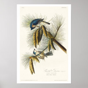 Audubon Posterによるクリステッドタイトマウス ポスター