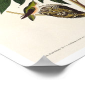 Audubon Posterによるハミング鳥 ポスター (角)