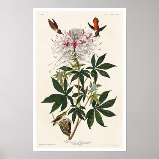 Audubon Posterによるハミング鳥 ポスター (正面)