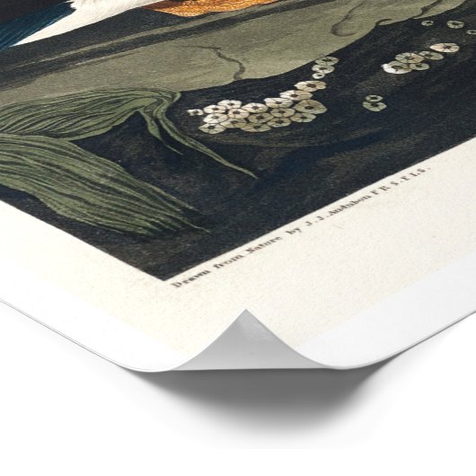 Audubon Posterによる大型の請求済みパフィン ポスター (角)