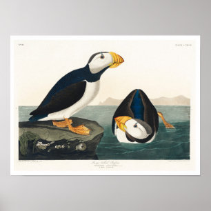 Audubon Posterによる大型の請求済みパフィン ポスター